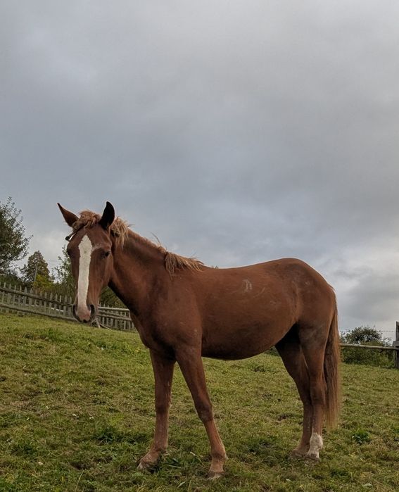 Продається лошиця півторічна