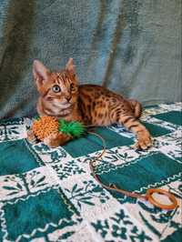 Бенгальські котенята кошенята котята від елітних батьків
