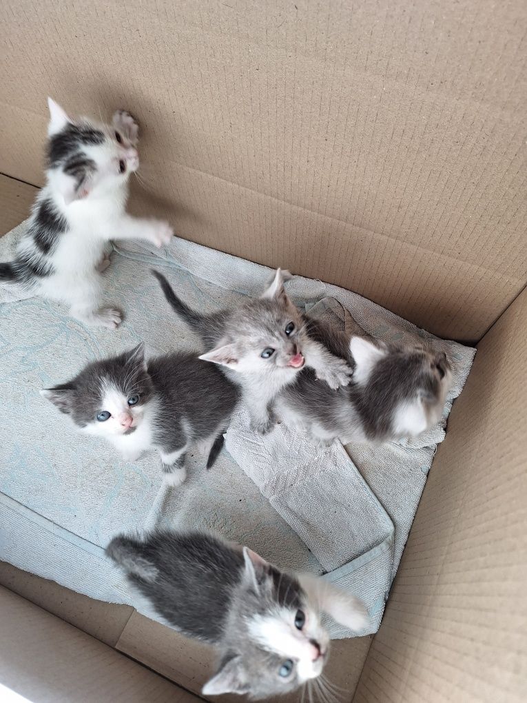 Віддам в добрі руки кошенят