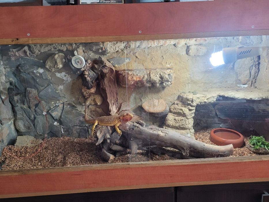 Terrarium dla agamy, innej jaszczurki