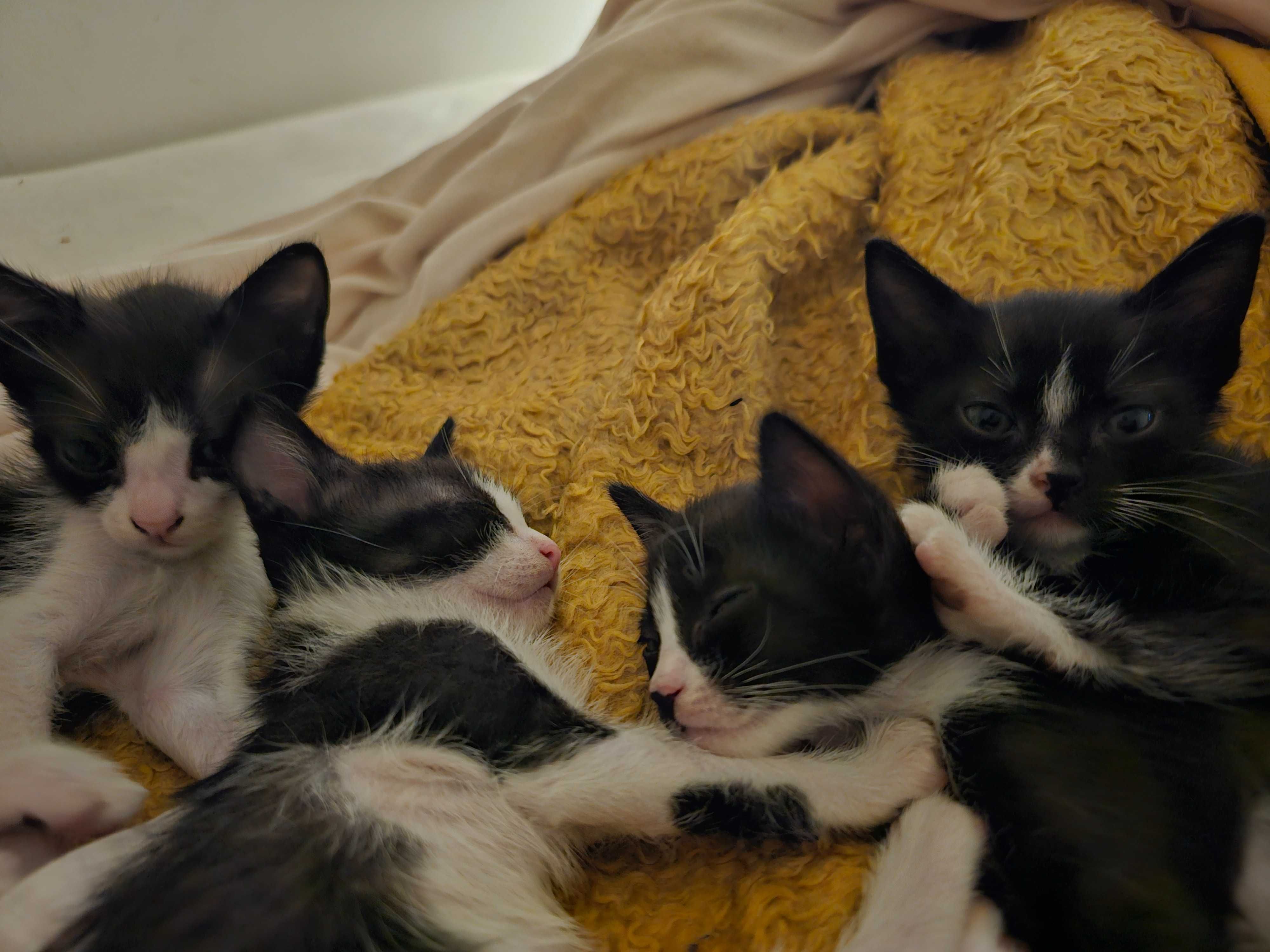 2 gatinhos bebes adoção urgente