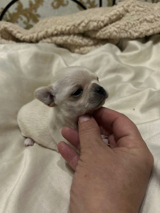 Chihuahua dziewczynka  ZkwP FCI