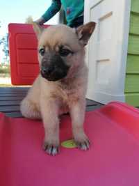 Cão pastor alemão