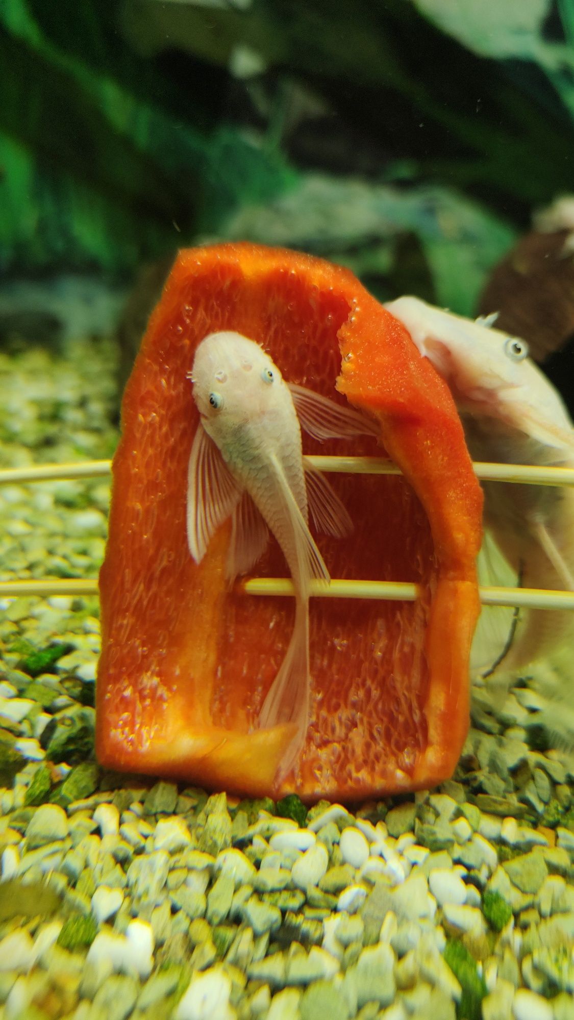 Glonojad/Ancistrus Snow White Long Fin / Znana płeć/ WYSYŁKA