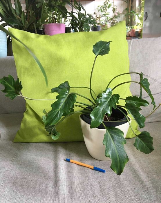 Filodendron Xanadu podwójna łodyga