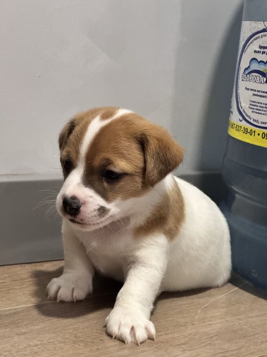 Джек Рассел Терʼєр