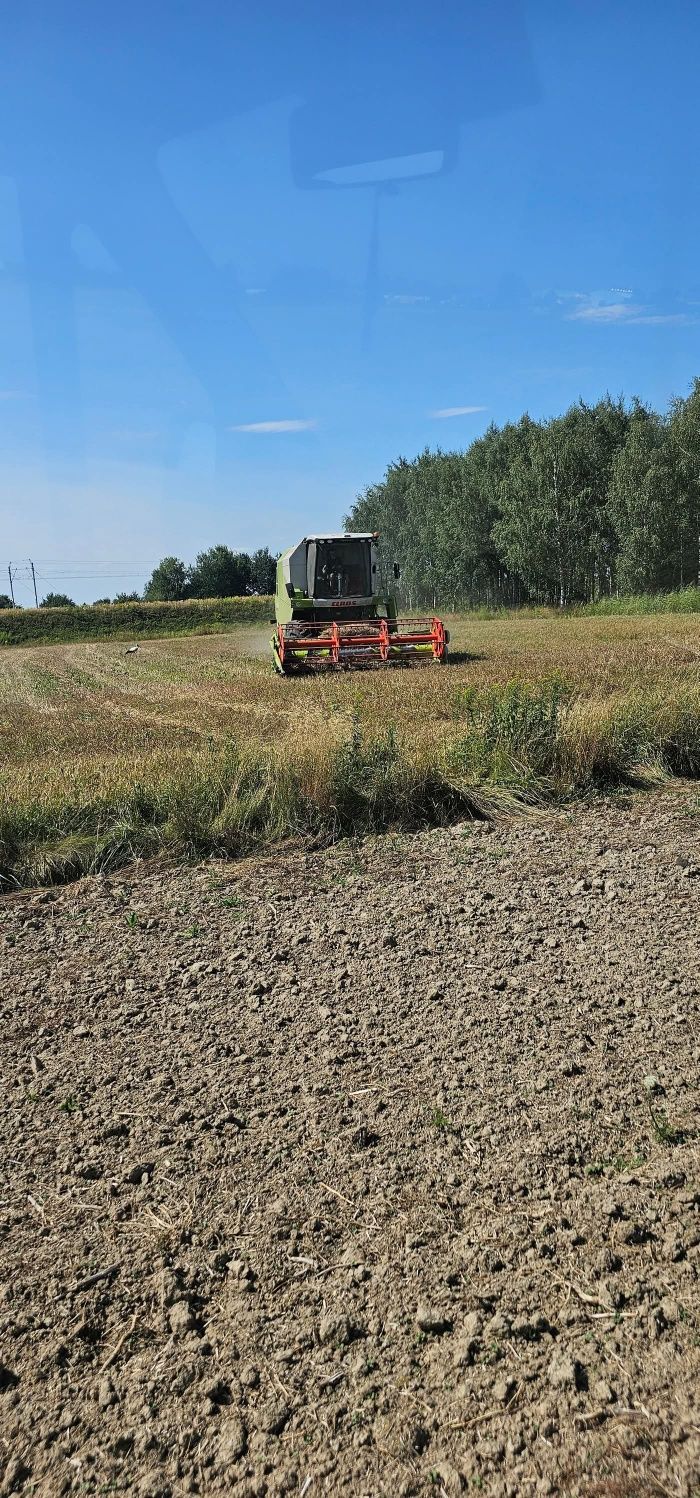 Koszenie zbóż zboza uslugi kombajnem zbozowym zniwa usługi koszenia