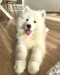 Szczeniak samoyed samojed bialy