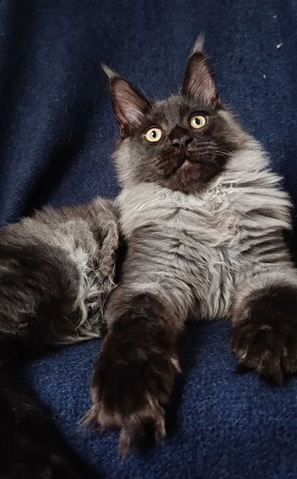 Котята мейн-кун 2 мальчика и девочка