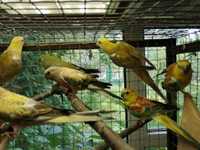 Дім віртуоза серед птахів - папугу Співочого