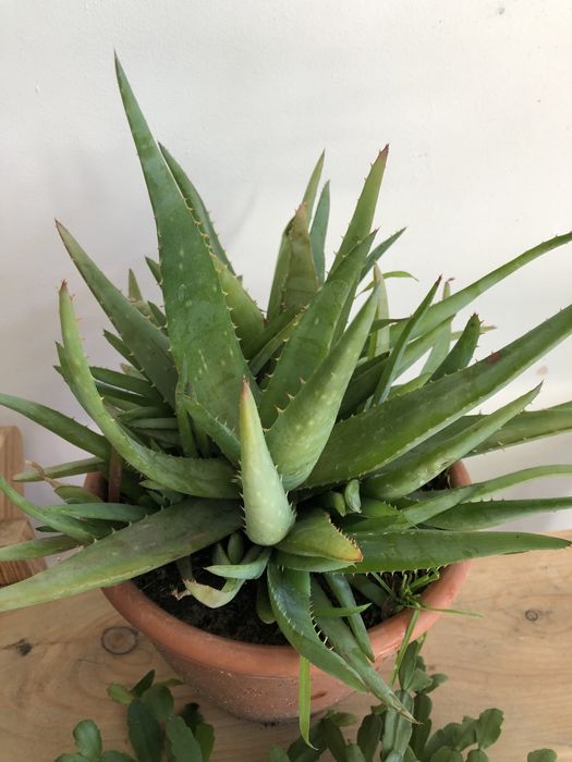 Алое Вера, кімнатні рослини