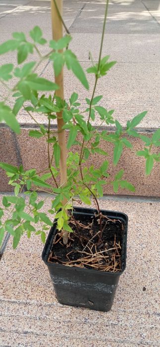 Bill MacKenzie Powojnik Clematis pnącze ogrodowe