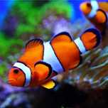 Amphiprion ocellaris  Błazenek Okoniowy - Akwarystyka Morska