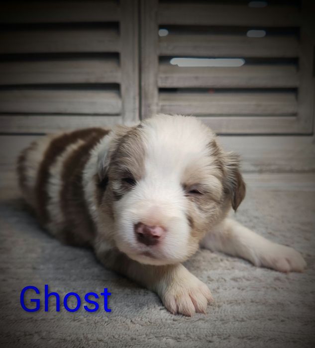 Border collie piesek red merle przebadani rodzice