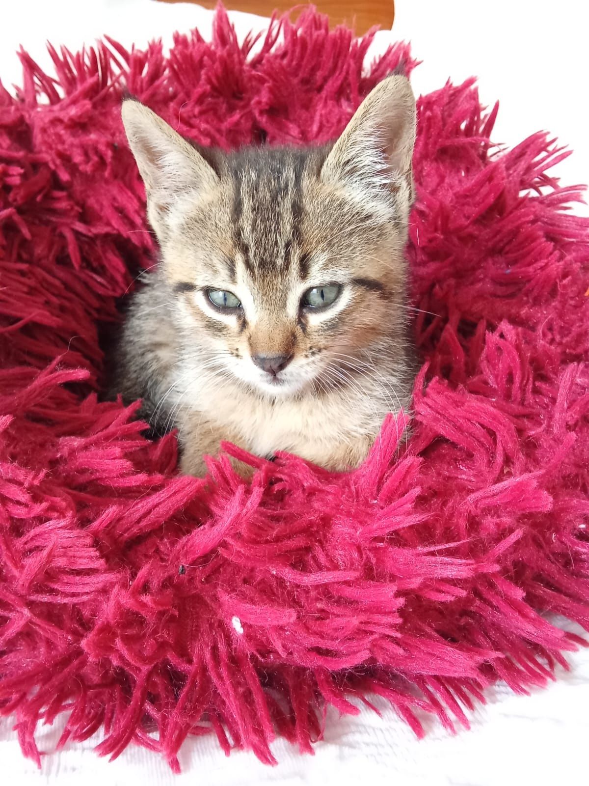 Theodora, para adoção