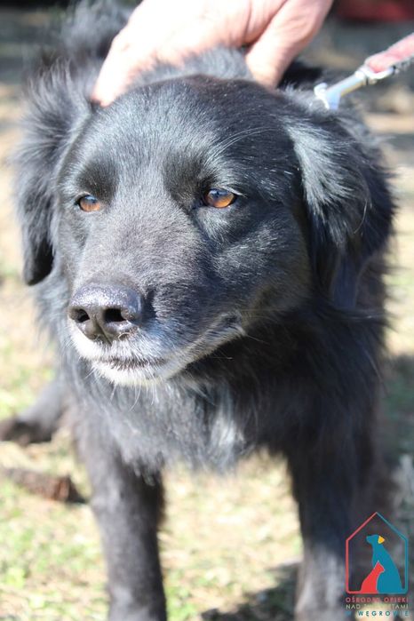 Levis 207/24 - SZUKA DOMU!