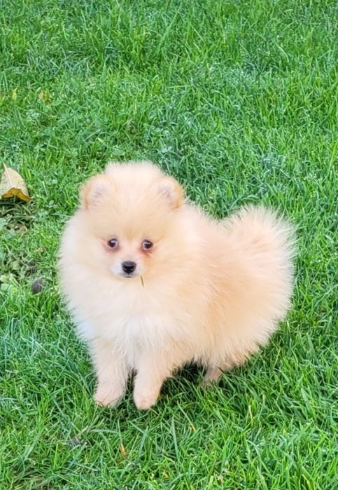 Szpic miniaturowy-dziewczynka