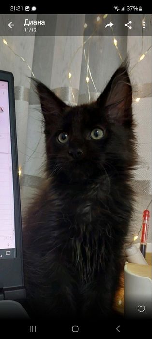 Котик мейн кун різного кольору