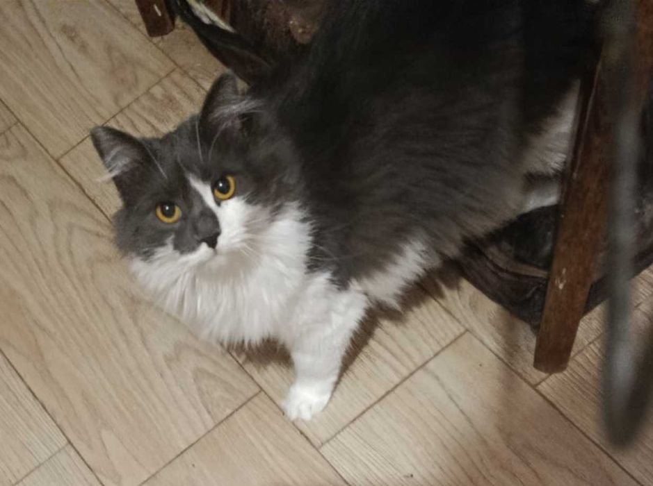 Дымчато-белая полупушистая кошка Пуша, 1 годик