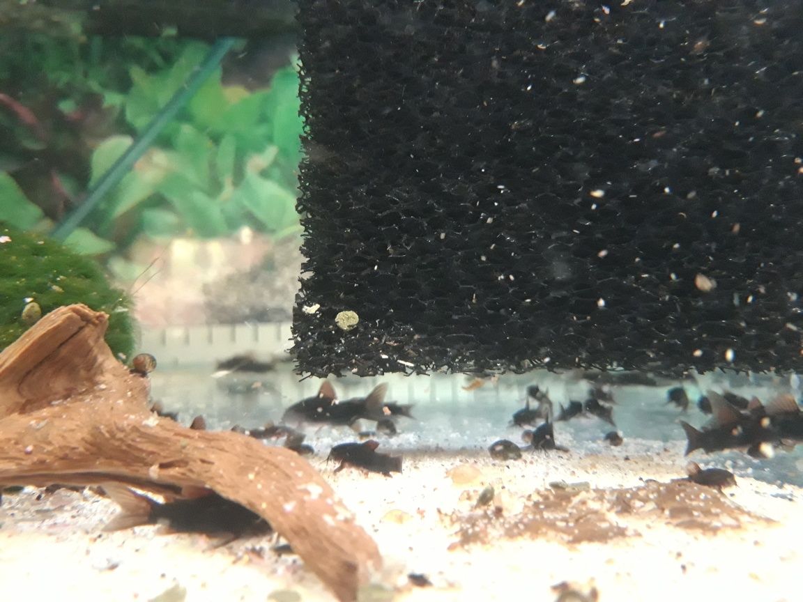 Kirys kirysek czarny corydoras black