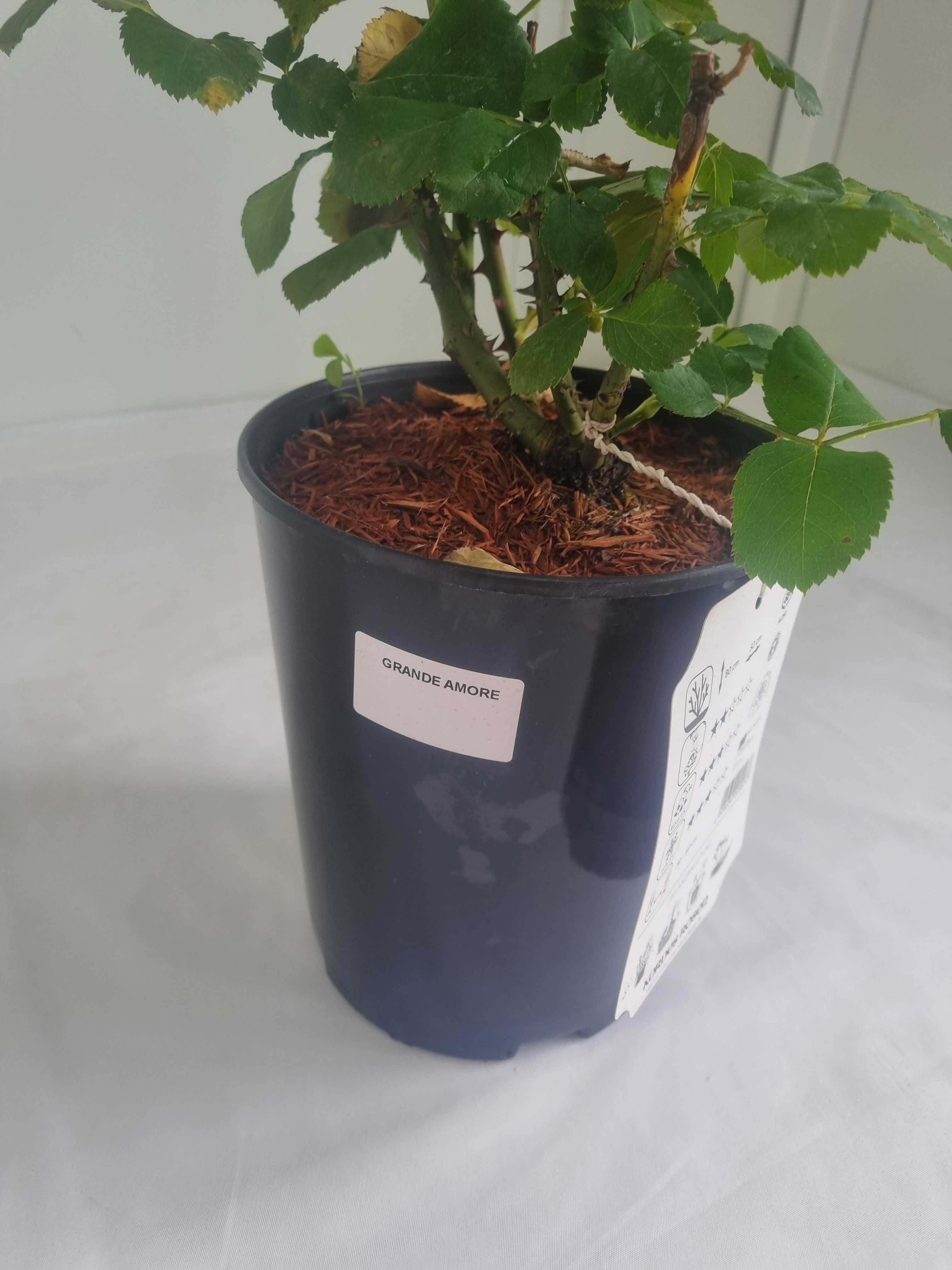 Róża Wielkokwiatowa Grande Amore – Intensywnie Czerwona, Wys. 80 cm,2L