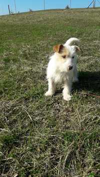 Jack Russell Terrier suczka