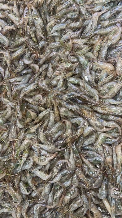 Креветка черноморская и дунайская