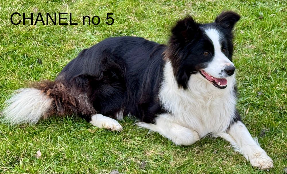 Suczka Border Collie FCI