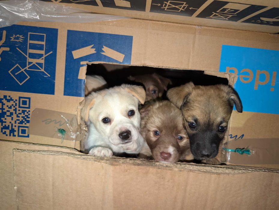 Oddam UROCZE 6 tygodniowe szczeniaki.