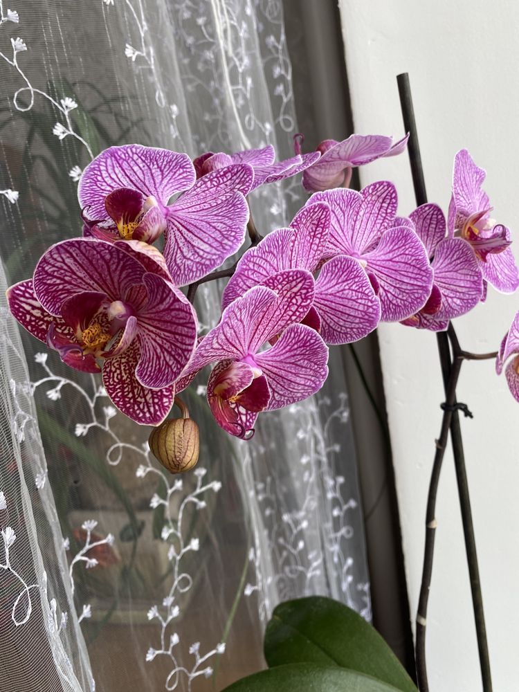 Орхідея Phalaenopsis