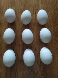 Jaja lęgowe gęsi garbonosych