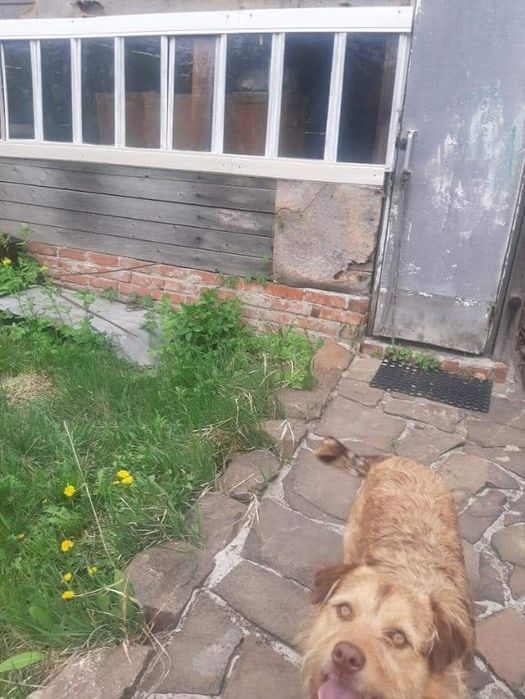 Отдам бесплатно в хорошие и добрые руки собачку