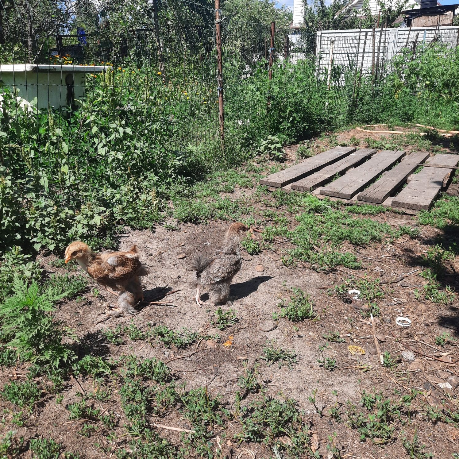 Курчата Брама темні,куріпчаті.