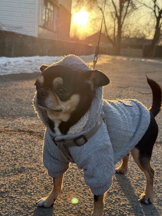 Вязка чихуахуа )