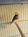 Vendo Diamantes Gould (criação directa)
