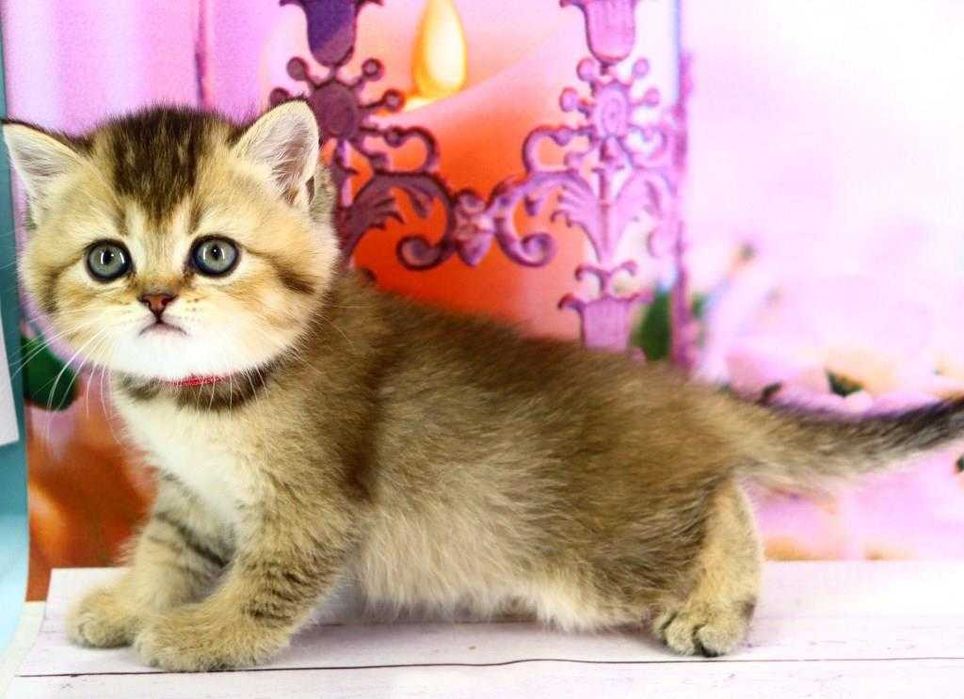 Очень красивый шотландский прямоухий котик