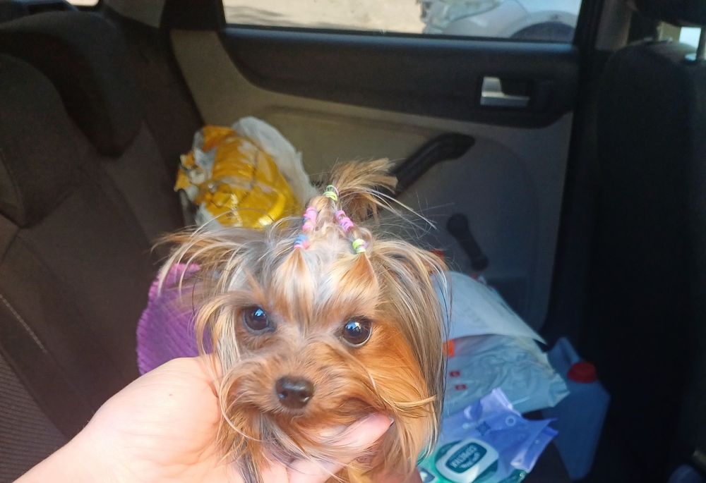 Мини йоркширский терьер. Срочно