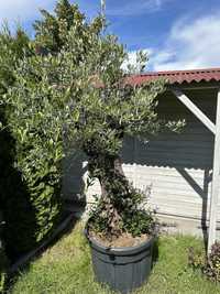 Drzewko oliwne Olea Europaea