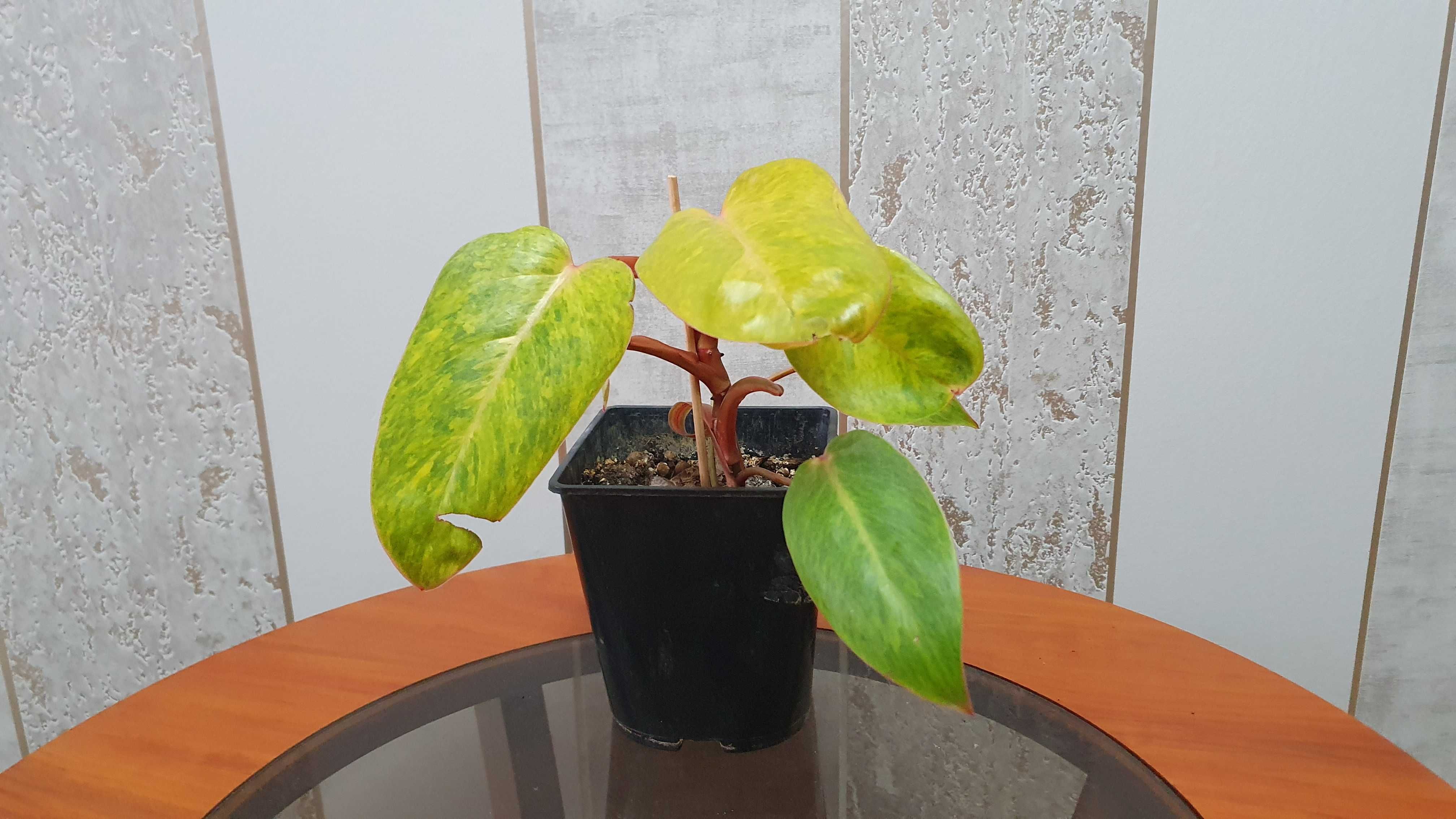 Philodendron 'Painted Lady’