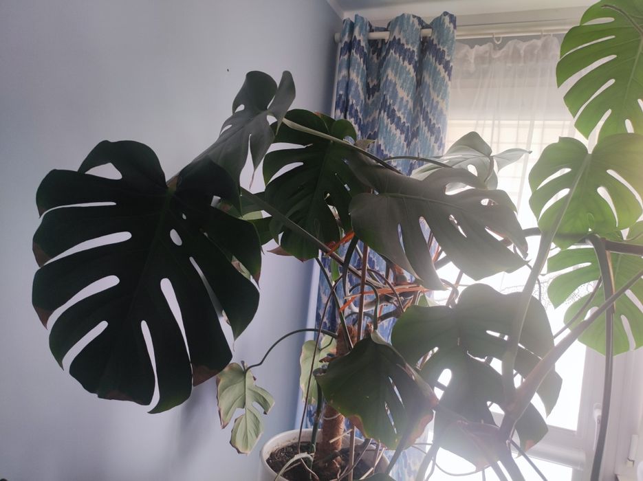 Monstera kwiat doniczkowy