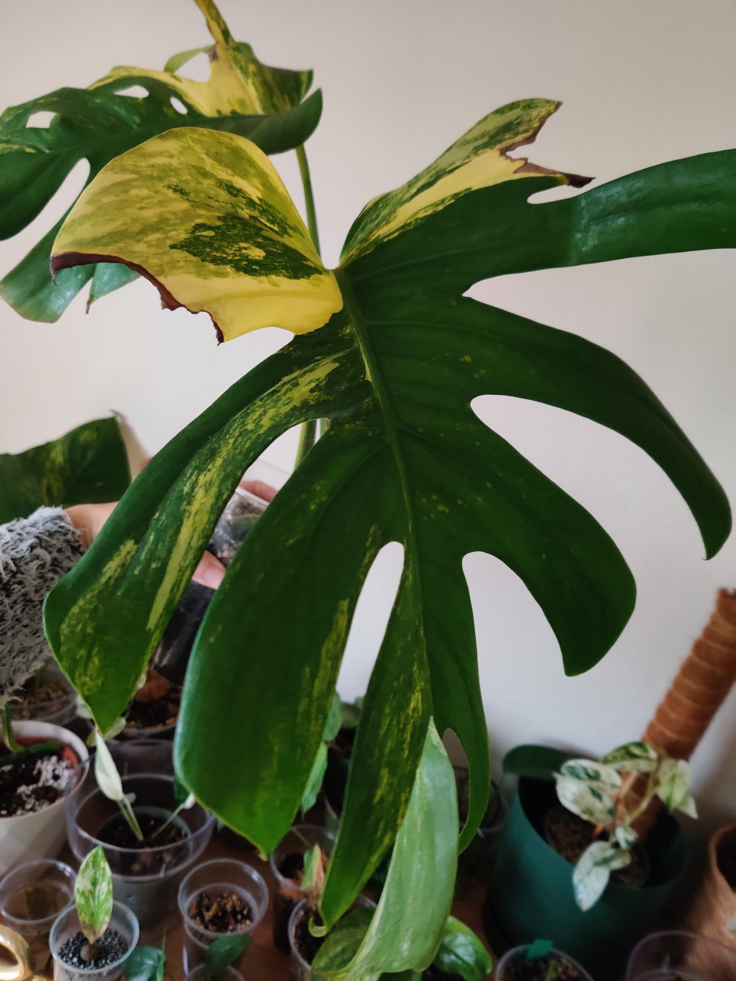 Monstera áurea enraizada