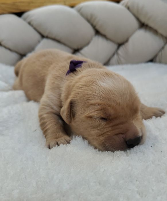Golden Retriever ZKwP FCI ciemno złote maleństwa