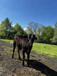 Mini zebu, byk mini zebu