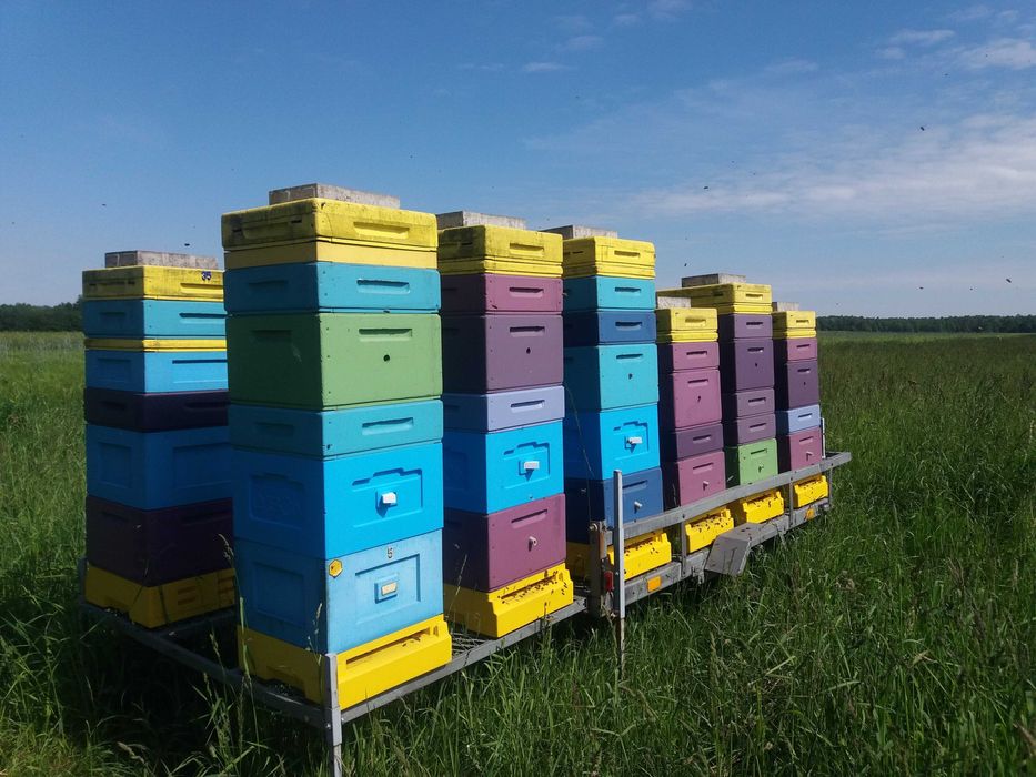Miód Gryczany z własnej pasieki 1,2 kg