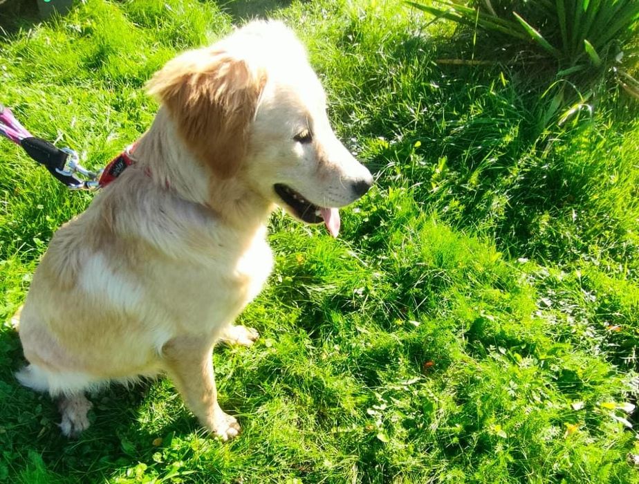 Oddam psa. Biszkoptowy w typie labradora.