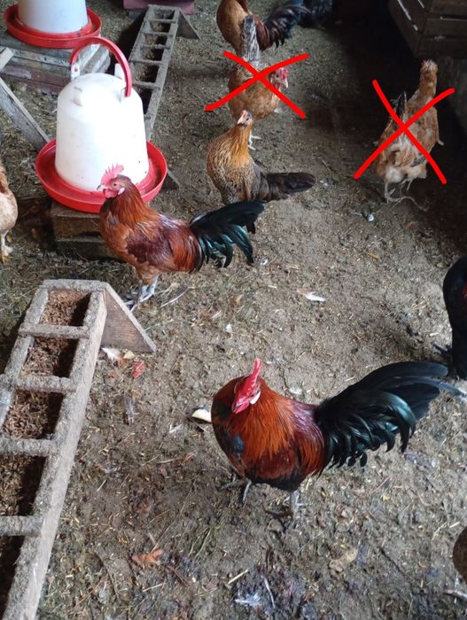 Sprzedam  koguty liliputy