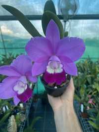 Мініатюрна орхідея  Lc. Exotic Smile ‘4N’