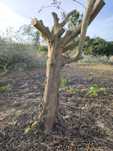 Oliveiras para jardim