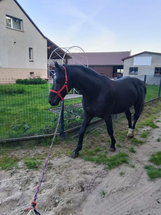 Koń ogier 3 lata