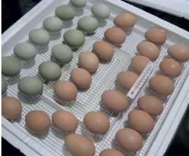 Яйця для інкубатора. Зібрані різні породи ! Читай опис